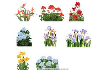 花卉 自然界的詩與畫