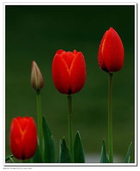 北京圃朗特園藝 科技賦能花卉產業，機械設備引領園藝新潮流